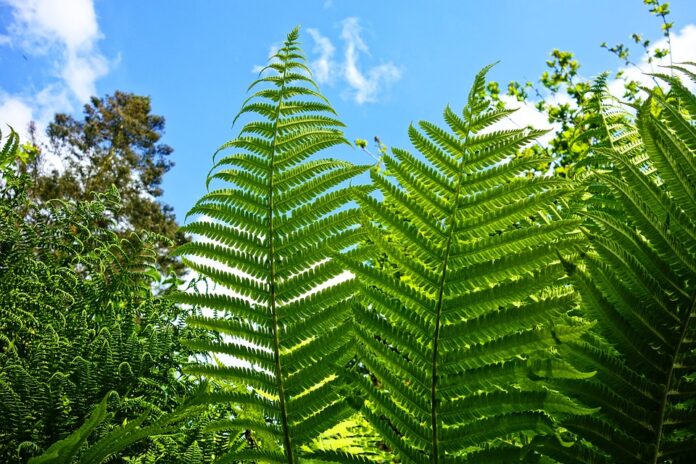 Fern 3398707 960 720.jpg