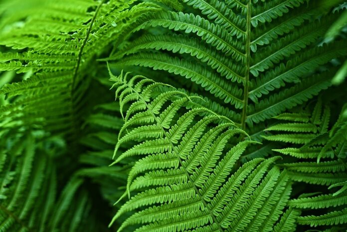 Fern 3407233 960 720.jpg