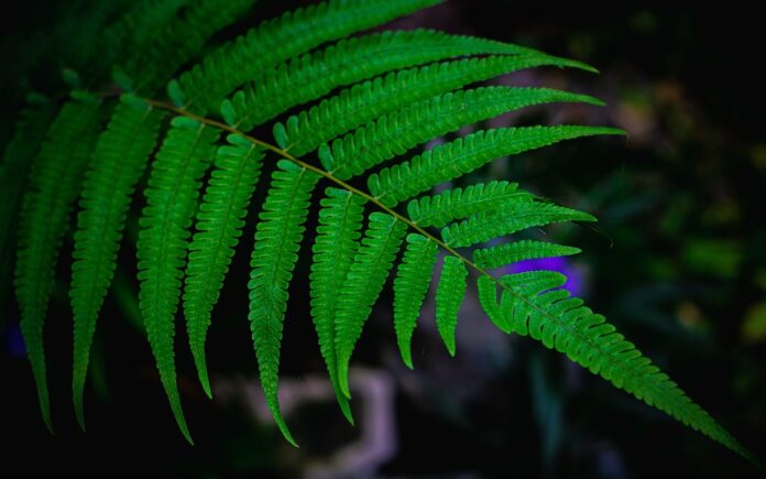 Fern 5653308 960 720.jpg